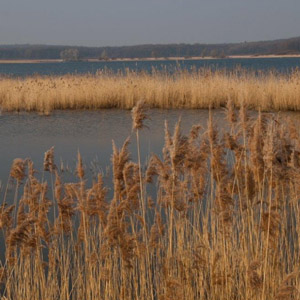 Les étangs de Belval, joyaux ornithologiques de l’Argonne
