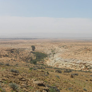 Voyage ornithologique dans le sud marocain en avril 2013