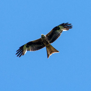 Guillaume Leblanc et le nourrissage du Milan royal en Lorraine