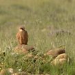 Faucon kobez femelle dans la Crau