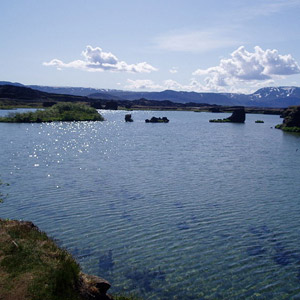 Séjour ornithologique en Islande, du lac Myvatn à la réserve naturelle de Floï