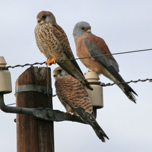 Les dortoirs de Faucons crécerellettes dans le sud de la France