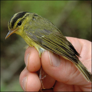 Per Alström et la découverte du Pouillot calciatile