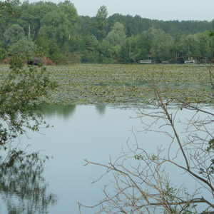 Les étangs d’Aubigny et de Brunémont (Nord), le domaine du Blongios nain et des nénuphars