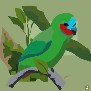 Découverte controversée d’un nouveau psittacule au Queensland