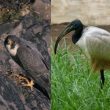 Faucon pèlerin et Ibis sacré en Bretagne : des présences discutées