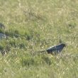 Faucon kobez mâle dans la Crau
