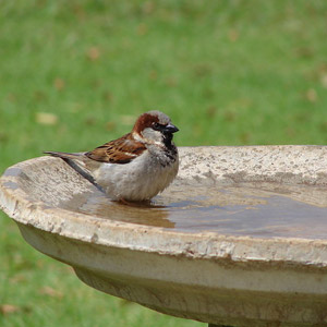 Pensez à fournir de l’eau aux oiseaux sur votre balcon ou dans votre jardin