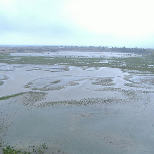 Observer les oiseaux dans le parc naturel des Aiguamolls de l’Empordà (Espagne)