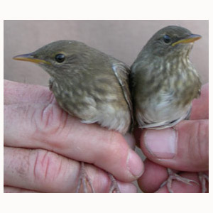 À propos de la première nidification de la Locustelle fluviatile en Belgique