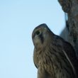 Faucon crécerelle femelle mangeant sur les remparts