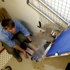 L’orientation idéale de l’aile : une nouvelle théorie pour expliquer l’apparition du vol