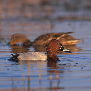 Les noms d’oiseaux au pluriel