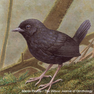 Description d’une nouvelle espèce d’oiseau au Pérou, le Mérulaxe de Junín ou de Getty