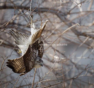 Une jeune buse qui se prend pour une chauve-souris