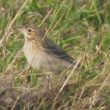 Un Pipit de Godlewski en Normandie : observation et identification