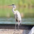 Héron cendré sur l’étang du Coq