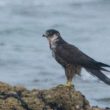 Faucon d’Eléonore sur la côte vendéeene