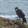 Faucon d’Eléonore sur la côte vendéenne