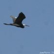 Aigrette des récifs hybride au Scamandre (Camargue gardoise)