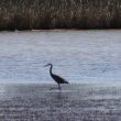 Aigrette des récifs hybride dans l’Hérault