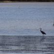 Aigrette des récifs hybride dans l’Hérault