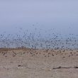 Suivre la migration des oiseaux depuis la pointe de l’Aiguillon (Vendée)