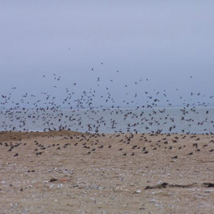 Suivre la migration des oiseaux depuis la pointe de l’Aiguillon (Vendée)