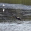 Aigrette des récifs hybride dans l’Hérault