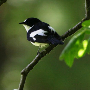 A la recherche du Gobemouche de l’Atlas du 30 juin au 8 juillet 2006