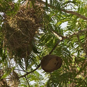 Certains oiseaux nichent près des colonies de guêpes pour se protéger des intrus