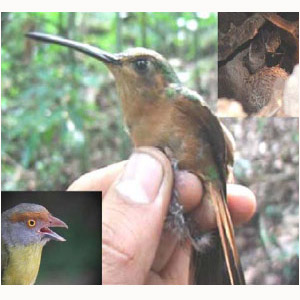 Quelques études ornithologiques au Salvador
