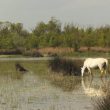 Observer les oiseaux dans la réserve naturelle des marais du Vigueirat