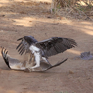 Deux aigles pour une pintade