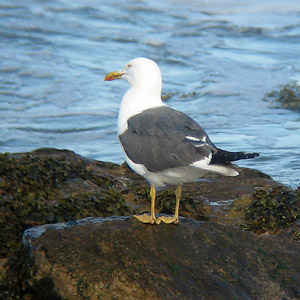 La succession des plumages du Goéland brun (Larus fuscus)