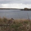 Pluvier guignard sur l’île d’Ouessant