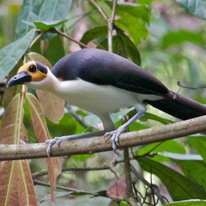 Le Picatharte de Guinée, le gardien des ancêtres