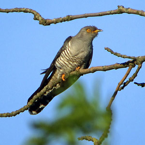 Pourquoi et comment les oiseaux migrent-ils  ?