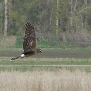 Définition du « jizz »