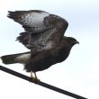Buse variable dans la Brenne