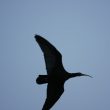Ibis chauve près du lac de Serre-Ponçon