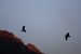 Ibis chauve | Geronticus eremita | Northern Bald Ibis