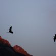 Deux Ibis chauves dans les Hautes-Alpes