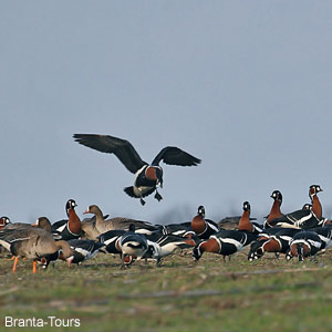 À la recherche des Bernaches à cou roux dans la Dobroudja bulgare du 7 au 15 janvier 2006