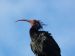 Ibis chauve | Geronticus eremita | Northern Bald Ibis