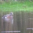 Canard d’Amérique sur l’île d’Yeu