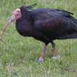 Ibis chauve près du lac de Serre-Ponçon
