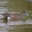 Canard d’Amérique sur l’île d’Yeu