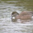 Canard d’Amérique sur l’île d’Yeu