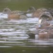 Canards d’Amérique sur l’île d’Yeu